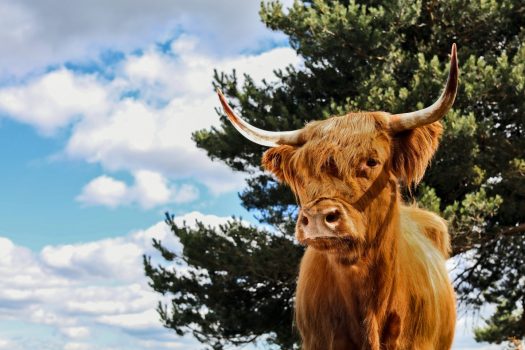 Aberdeenshire Highland Cattle, Aberdeen, Scotland