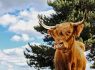 Aberdeenshire Highland Cattle, Aberdeen, Scotland