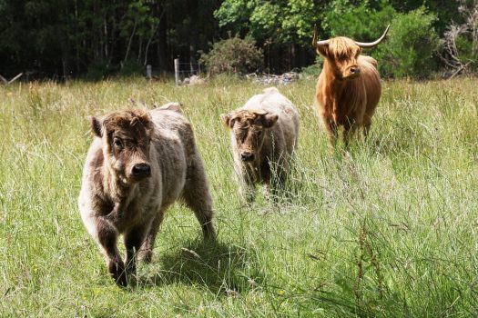 Aberdeenshire Highland Cattle, Aberdeen, Scotland