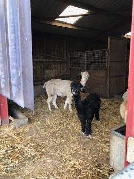 Alice the Alpaca - The Alpaca Centre