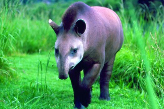Tapir, Pantanal, Brazil NCN