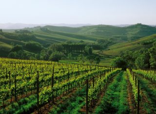 Italy, Piedmont, piemonte, Asti, (Turin) Vineyards, Wine © From the Cartoline dellAstigiano photo contest