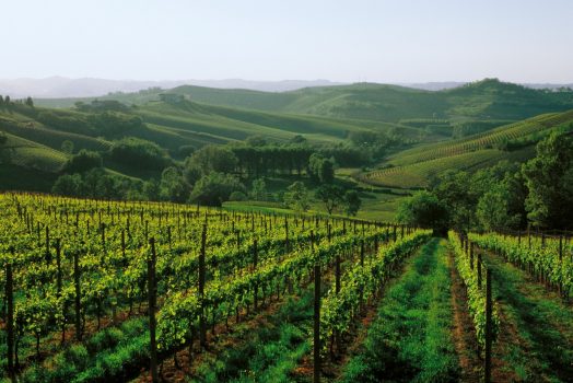 Italy, Piedmont, piemonte, Asti, (Turin) Vineyards, Wine © From the Cartoline dellAstigiano photo contest