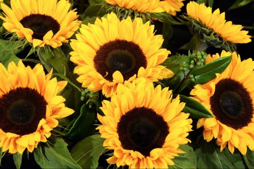 Autumn flowers at Harrogate Flower Show ©Courtesy of Harrogate Flower Show