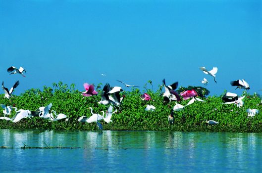 Pantanal, Brazil NCN