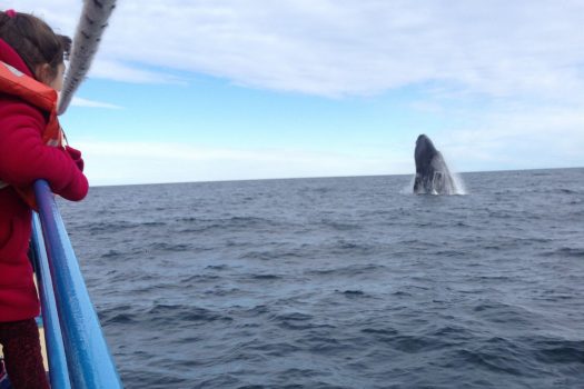 Whale watching Ballena Salt, peninsula Valdez, Puerto Madryn