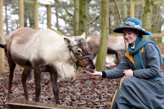 Beamish Open Air Museum, north of England - Meet Father Christmas's reindeer