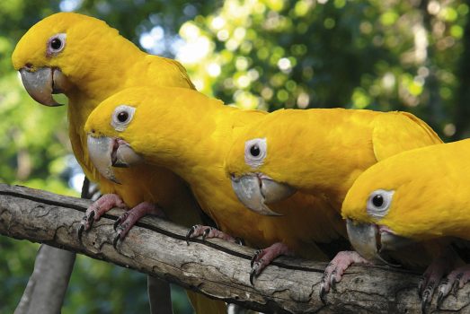 Bird_Park_Iguassu_birds, Brazil