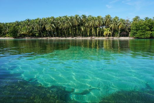 Panama, Bocas del Toro, beach, island, sea, ocean, palm tree © Owner www.panamajourneys.com