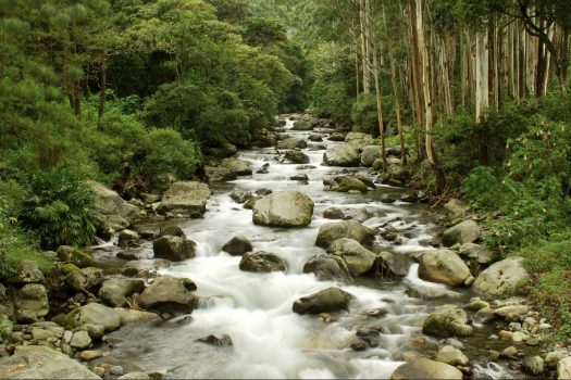 Panama, Chiriqui, Boquete, waterfall, nature, rainforest, © Owner www.panamajourneys.com