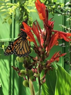 Butterfly World