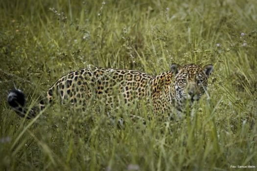 Jaguar, Pantanal, Brazil NCN