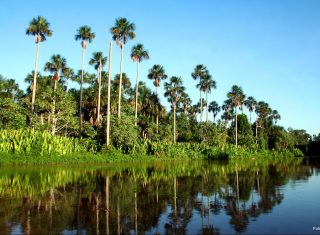 Pantanal, Brazil NCN