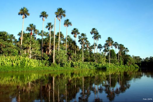 Pantanal, Brazil NCN