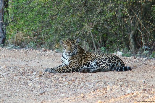 Jaguar, Pantanal, Brazil NCN