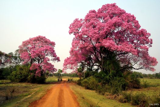 Piuva Trees, Pantanal, Brazil
