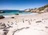 Penguins at Boulders Beach, South Africa