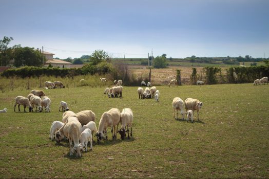 Spain, Catalonia, sheep farm, dairy farm, local produce, food tour NCN