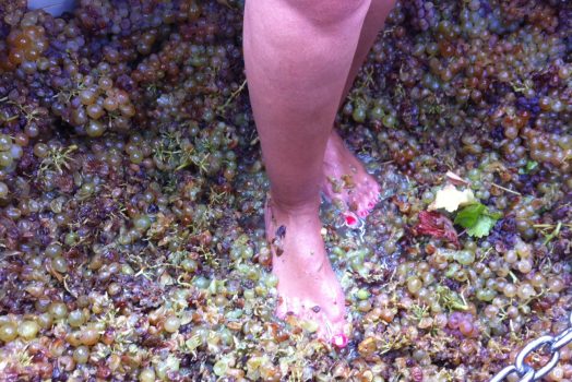 Spain, Catalonia, Food tour, winery, stomping grapes NCN