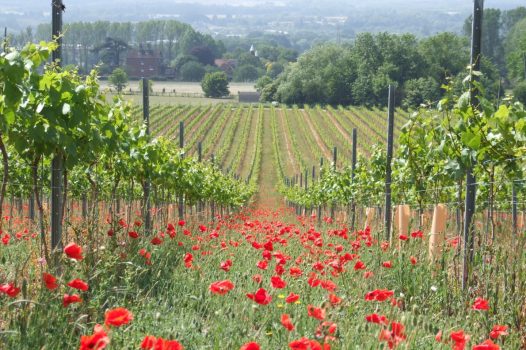 Chapel Down, Kent - Vineyards - Kit's Coty Vineyard PoppiesChapel Down, Kent - Vineyards - Kit's Coty Vineyard Poppies