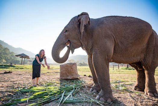 Chiang Mai, Thailand, Asia - Elephant Nature Park © 2018 Intrepid Group-Patrick O'Neill-Source Intrepid Travel