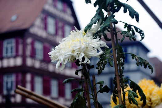 Chrysanthemum Lahr, Germany - Japanese Special Culture Bale (NCN)