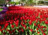 Flowers and Gardens Group Tours