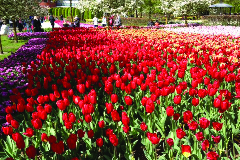 bulbfields keukenhof floriade greatdays