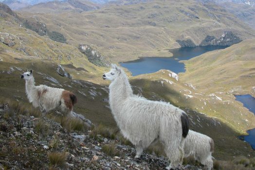 EL Cajas, Cuenca, Equador