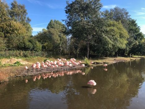 Flamingos at Martin Mere - Katharine (NCN)