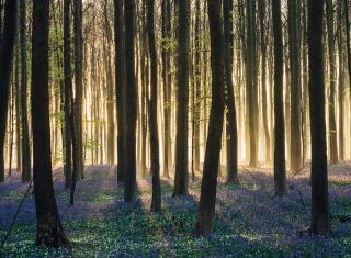 Belgium, Hallerbos, Bluebells, blue forest, group travel, group tour, © www.hallerbos.be