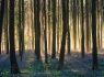 Belgium, Hallerbos, Bluebells, blue forest, group travel, group tour, © www.hallerbos.be