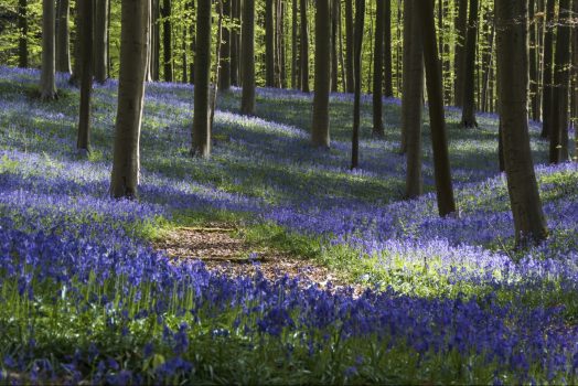 Belgium, Hallerbos, Bluebells, blue forest, group travel, group tour, © www.hallerbos.be