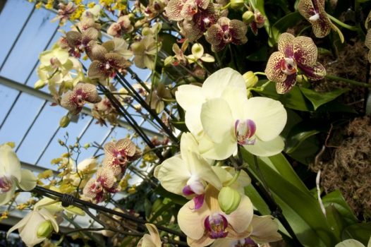 Kew Gardens, London - Orchid festival in Winter ©citycruises.com