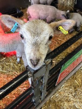 Lamb at Wroxham Barns