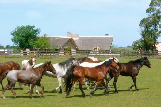 Beautiful Horses in a field in Uruguay, South America