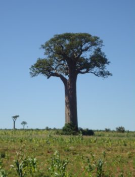 Madagascar, Baobab, nature, landscape, group travel,