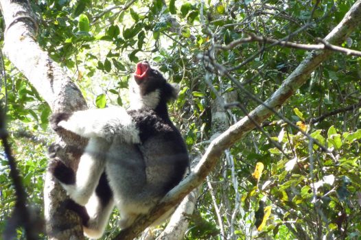 Africa, Madagascar, indri lemur, group travel, group tour