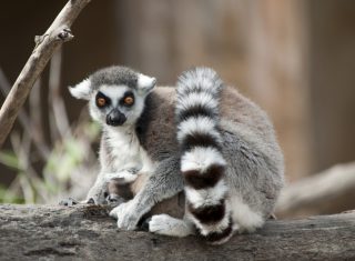 Africa, Madagascar, lemur, group travel, group tour