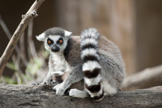 Africa, Madagascar, lemur, group travel, group tour