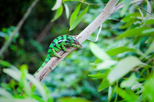 Africa, Madagascar, chameleon, group travel,