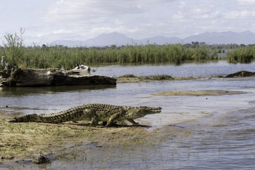 Malawi, Africa Camp - Game Drive Crocodile