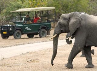 Malawi, Africa Camp - Game Drive Elephant