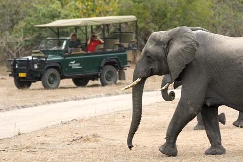 Malawi, Africa Camp - Game Drive Elephant