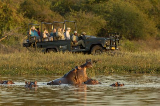 Malawi, Africa Camp - Game Drive Hippo