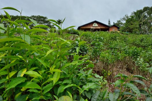Malaysia, Sabah, Borneo - Sabah Tea Plantation