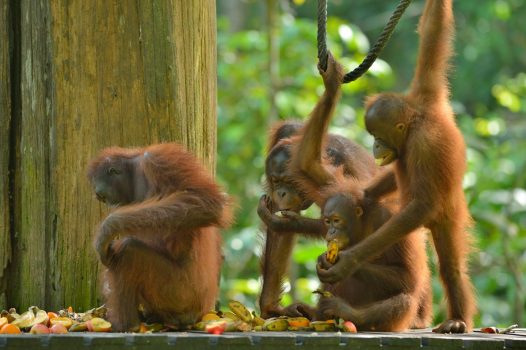 Malaysia, Sabah, Borneo - Sepilok Orangutans