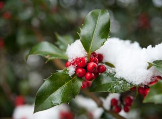 Holly berries in the snow ©RBG Kew