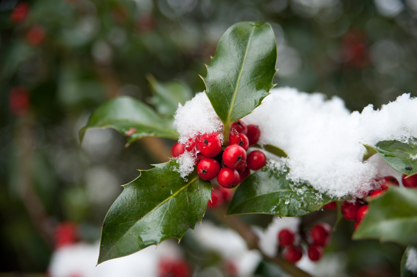 Holly berries in the snow ©RBG Kew