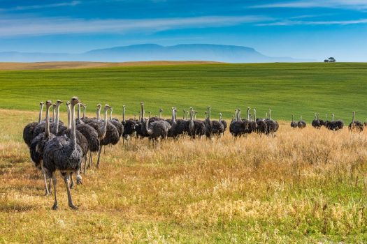 South Africa, Ostriches, Oudtshoorn